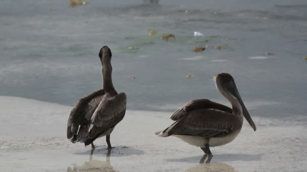 Pellicano marrone vicino al bordo dell'acqua all'alba — Video Stock