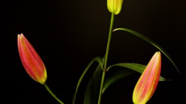 pembe, Illy 8 gün içinde çekildi