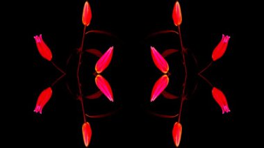 pembe, Illy 8 gün içinde çekildi