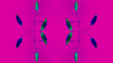 pembe, Illy 8 gün içinde çekildi