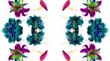 pembe, Illy 8 gün içinde çekildi