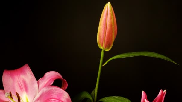 Uma illy rosa filmada ao longo de 8 dias — Vídeo de Stock