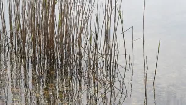 Reeds moving in river water — Stock Video