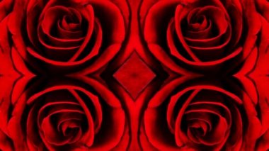 bir gül büyüyen 6 gün