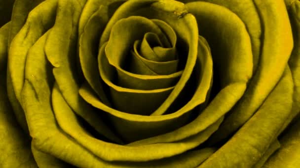 Une rose qui grandit sur 6 jours 