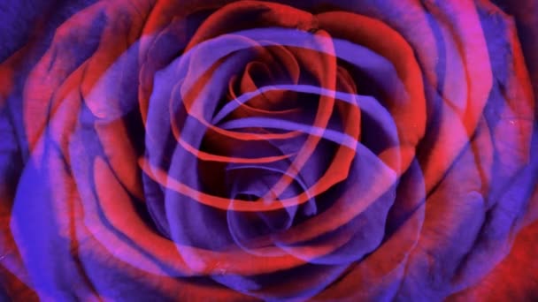 Eine Rose, die über 6 Tage wächst — Stockvideo