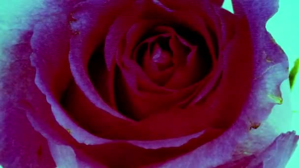 Una rosa che cresce in 6 giorni — Video Stock