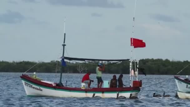 Timelapse pelikanów siedzi na łodzi, Meksyk — Wideo stockowe
