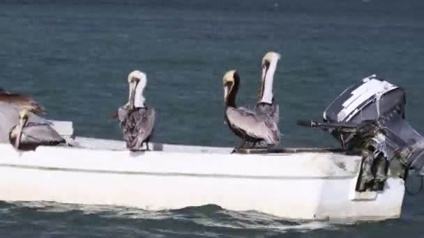 Хронология пеликанов, сидящих в лодке — стоковое видео