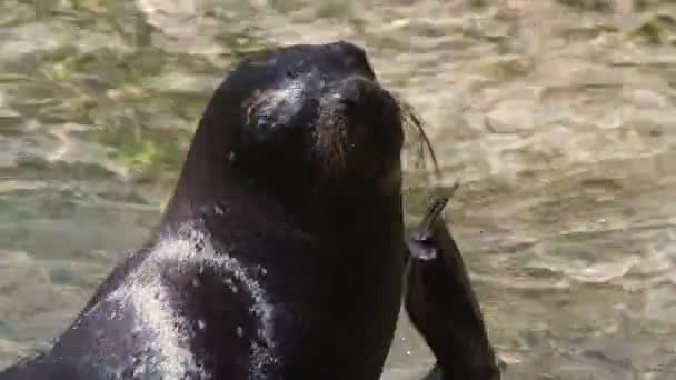 A sea lion in the sea — Stock Video