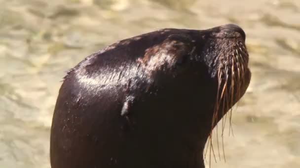 在海的海狮 — 图库视频影像