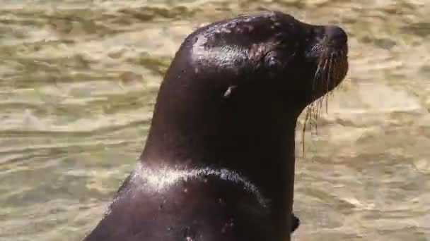 Un león marino en el mar — Vídeos de Stock