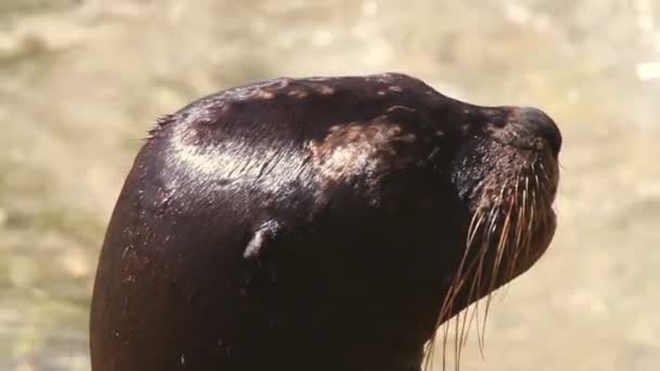 Un león marino en el mar — Vídeos de Stock