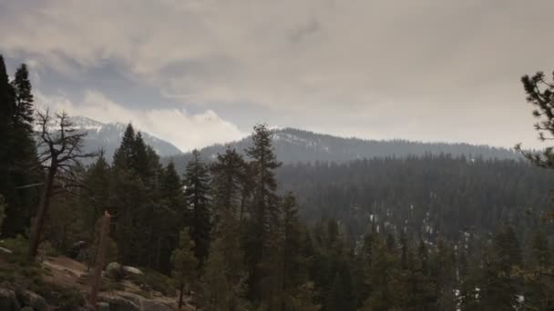 Krásný sequoia national park — Stock video