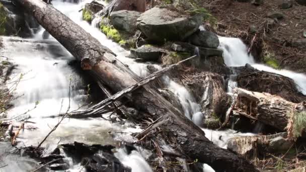 Beautiful waterfall in sequoia national park — Stock Video