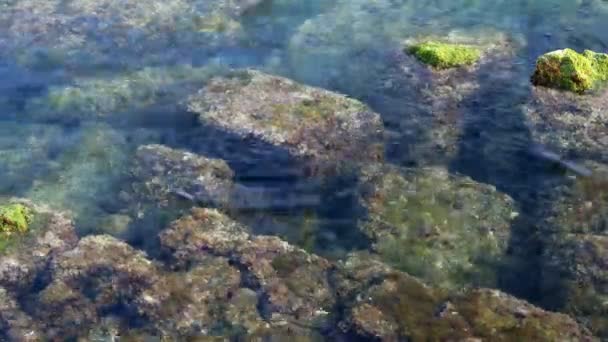 Βράχια σε μία ρηχή θάλασσα — Αρχείο Βίντεο