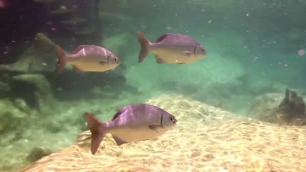 Onderwater foto's terwijl snorkelen in een marien park — Stockvideo