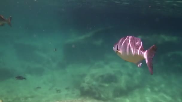 Podvodní záběry, zatímco šnorchlování v mořského parku — Stock video