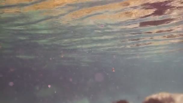 해상 공원에서 스노클링 하는 동안 수 중 촬영 — 비디오