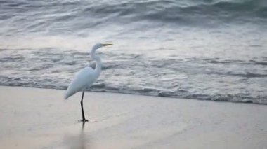 water's Edge at sunrise büyük beyaz ak balıkçıl