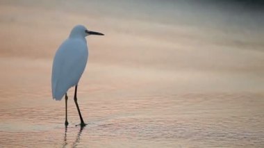 water's Edge at sunrise büyük beyaz ak balıkçıl