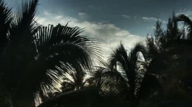 gün batımında palmiye ağaçları ile parlayan güneş ışığı Timelapse