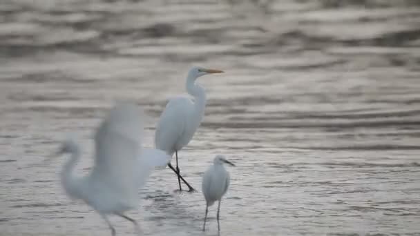 Большая белая цапля у берега на рассвете — стоковое видео