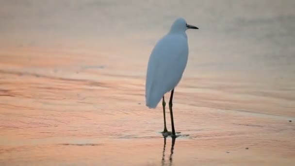 Grote witte zilverreiger door de waterkant bij zonsopgang — Stockvideo