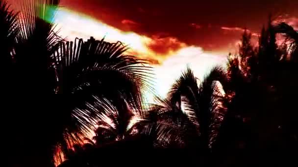 日没のヤシの木を通して輝く太陽の光のタイムラプス — ストック動画