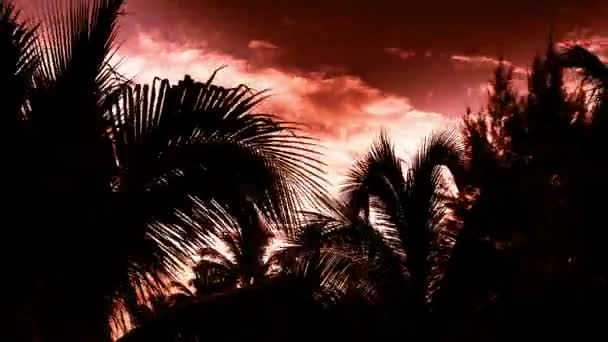 Timelapse av solljuset skiner igenom palmer vid solnedgången — Stockvideo
