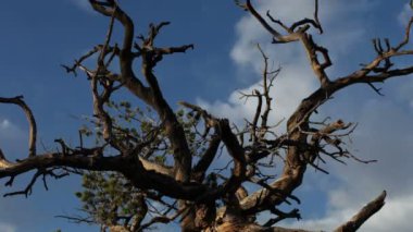 gün batımında ağacının Timelapse