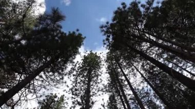 uzun boylu ağaçlar gökyüzüne bakarak timelapse
