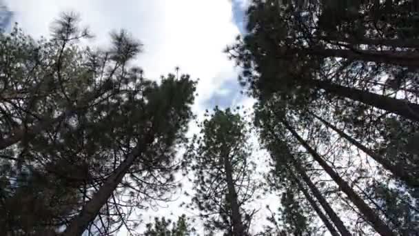 Timelapse olhando para cima através de árvores altas para o céu — Vídeo de Stock