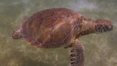 kaplumbağası, su altında Meksika'da çekildi