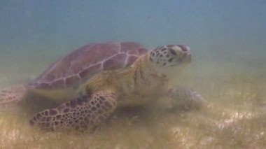 kaplumbağası, su altında Meksika'da çekildi