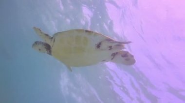 kaplumbağası, su altında Meksika'da çekildi