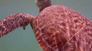 kaplumbağası, su altında Meksika'da çekildi