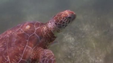 kaplumbağası, su altında Meksika'da çekildi