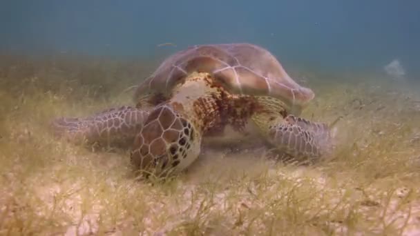 Caretta sköldpaddan filmade under vattnet i Mexiko — Stockvideo