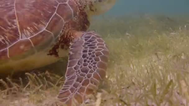 A tartaruga cabeçuda filmada debaixo d 'água no México — Vídeo de Stock
