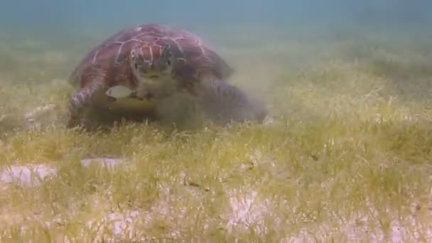 La tortue caouanne filmée sous l'eau au Mexique — Video