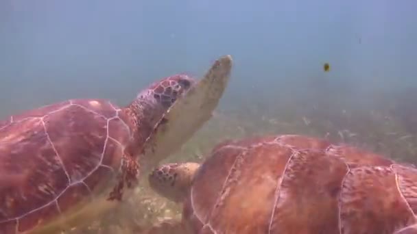De schildpad loggerhead gefilmd onderwater in mexico — Stockvideo
