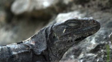 bir atış bir iguana Meksika