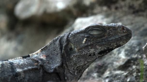 Záběr iguana v Mexiku — Stock video