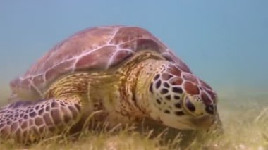 kaplumbağası, su altında Meksika'da çekildi