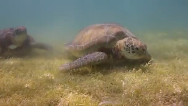 Caretta sköldpaddan filmade under vattnet i Mexiko — Stockvideo
