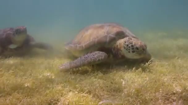 A cserepes teknős víz alatti forgatták Mexikóban — Stock videók