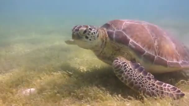 A tartaruga cabeçuda filmada debaixo d 'água no México — Vídeo de Stock