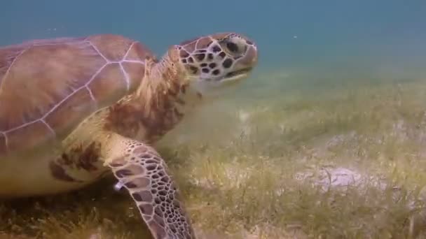 Caretta sköldpaddan filmade under vattnet i Mexiko — Stockvideo