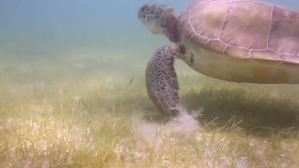 A cserepes teknős víz alatti forgatták Mexikóban — Stock videók